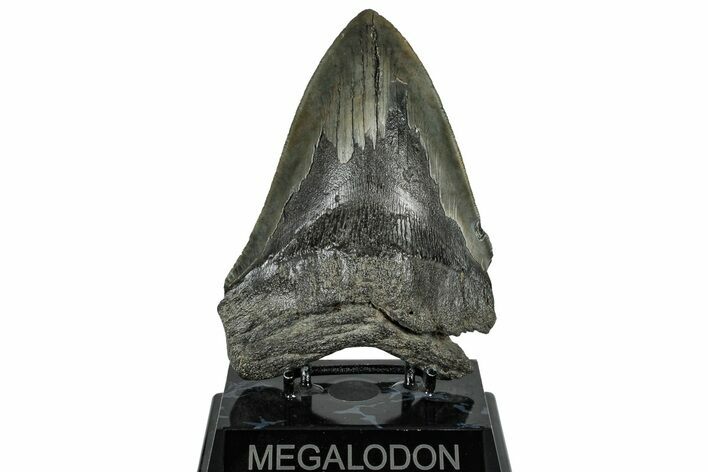 Serrated, Fossil Megalodon Tooth - South Carolina #299438